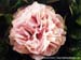 Rockii Peony: SAN ZHUAN